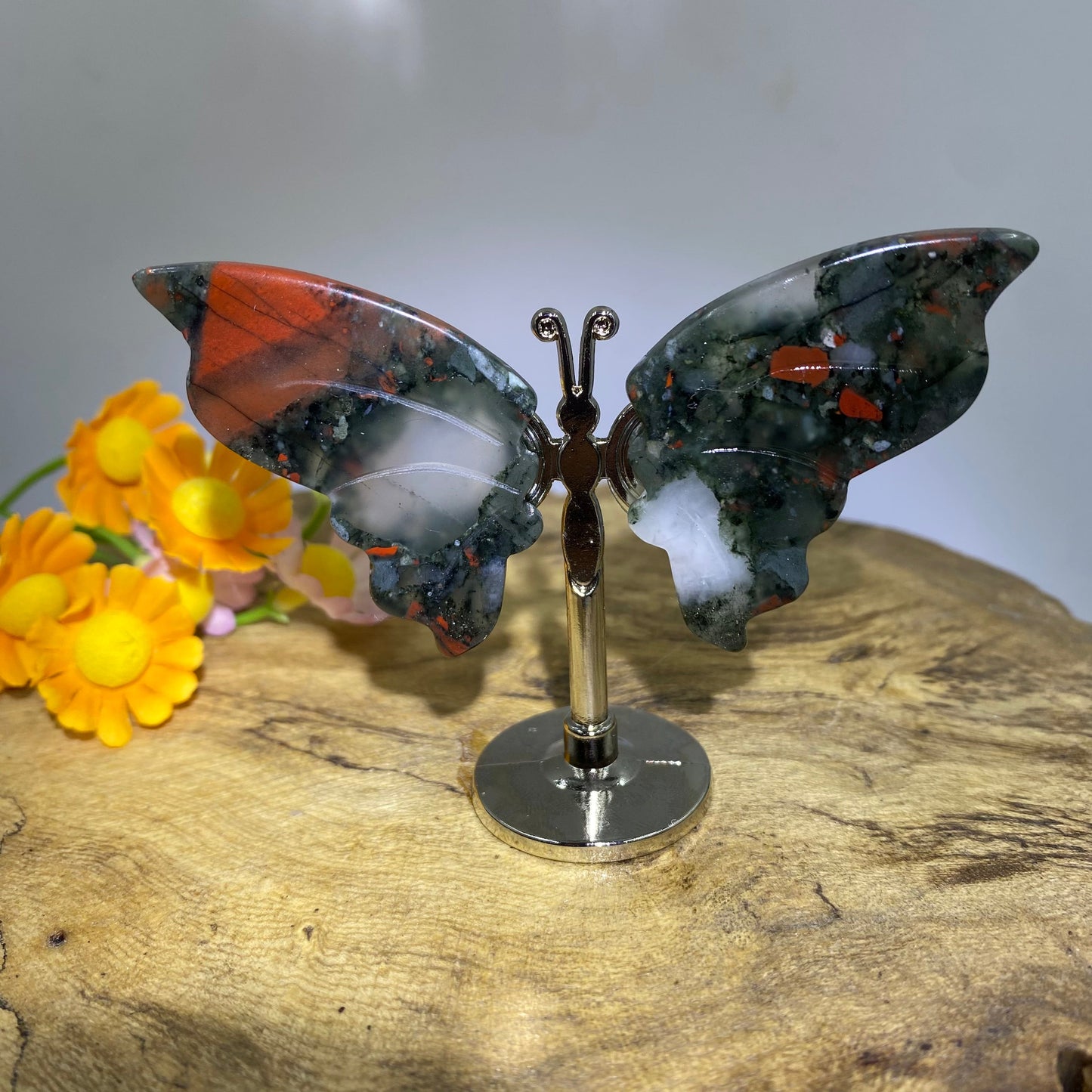 Africa Dragon Butterfly