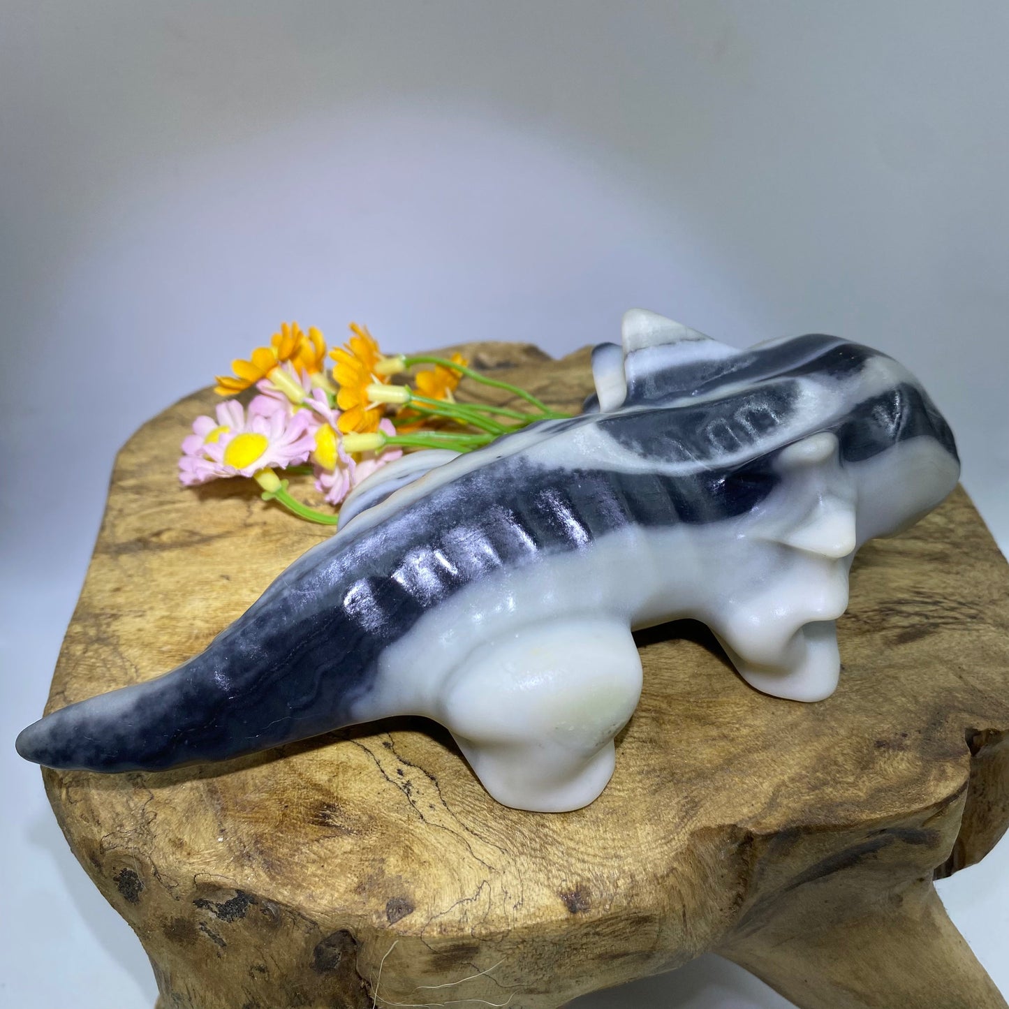 Taichi Jasper Axolotl1