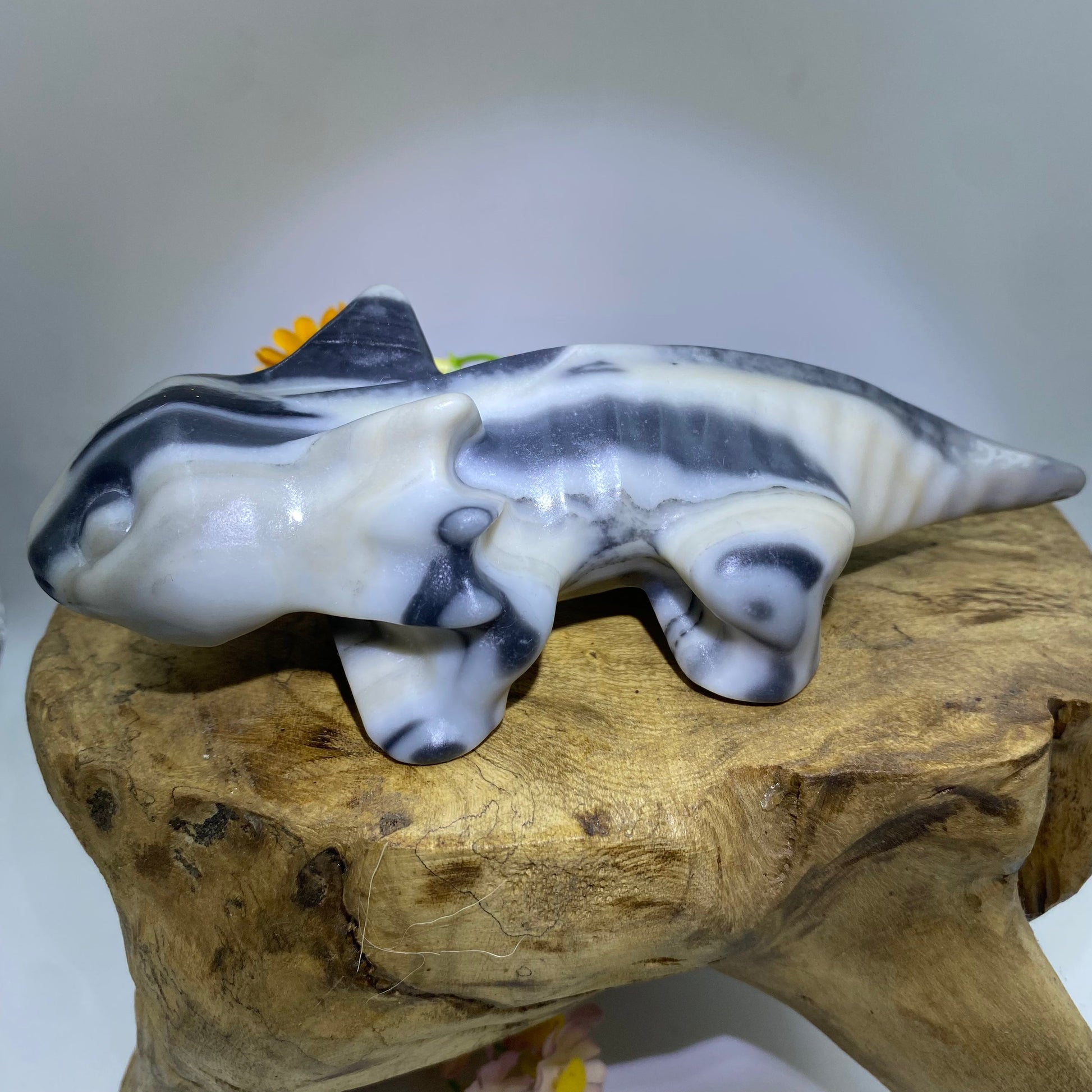 Taichi Jasper Axolotl3