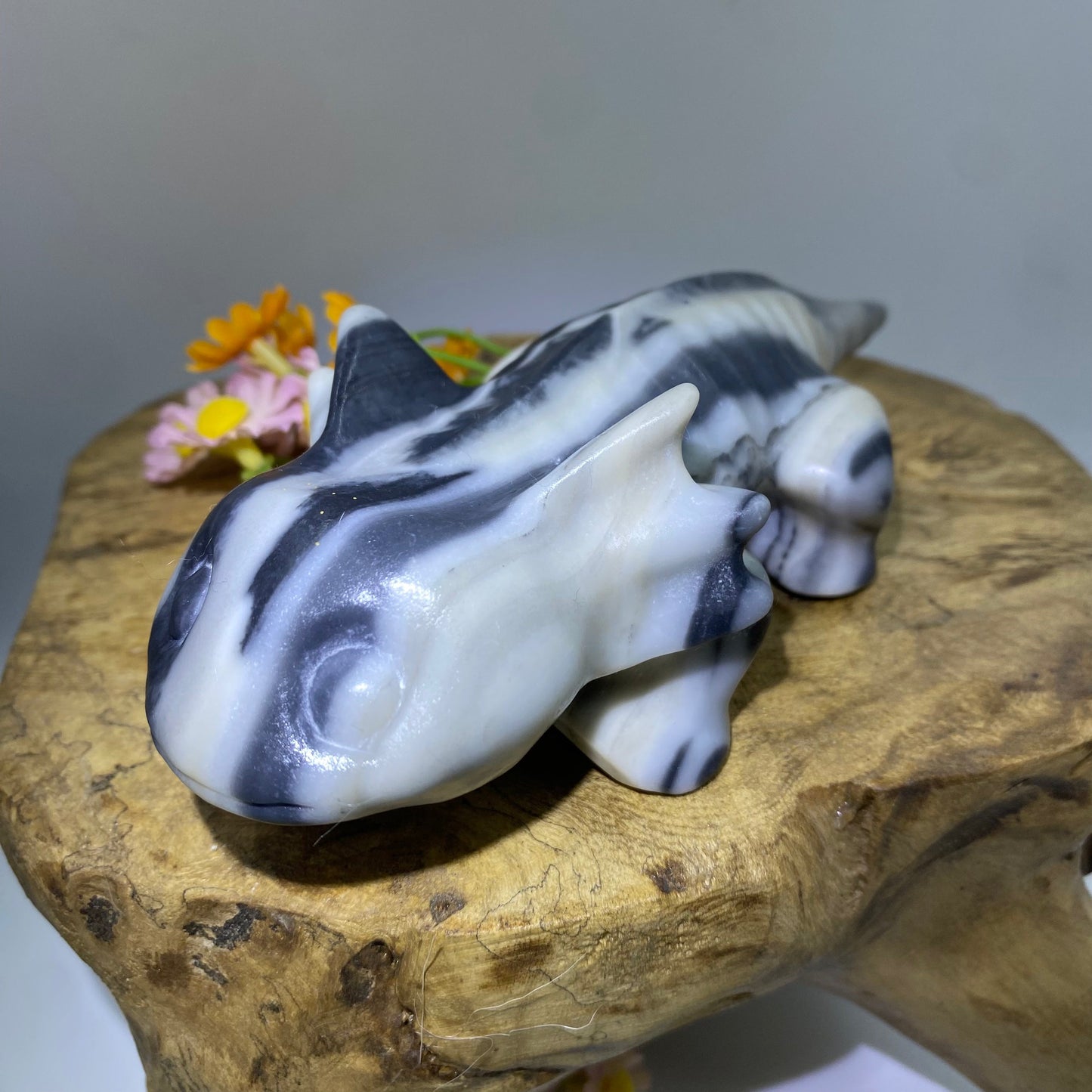 Taichi Jasper Axolotl4